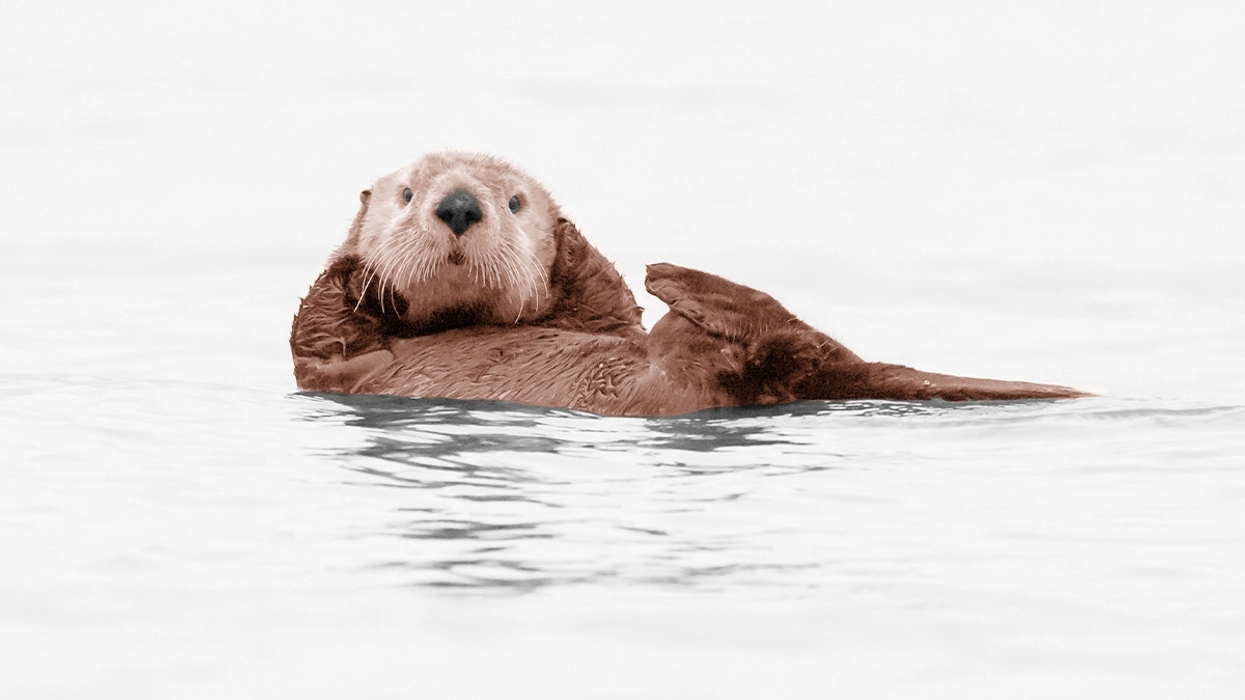 An otter.