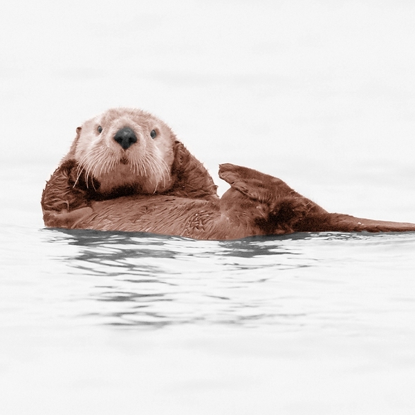 An otter.