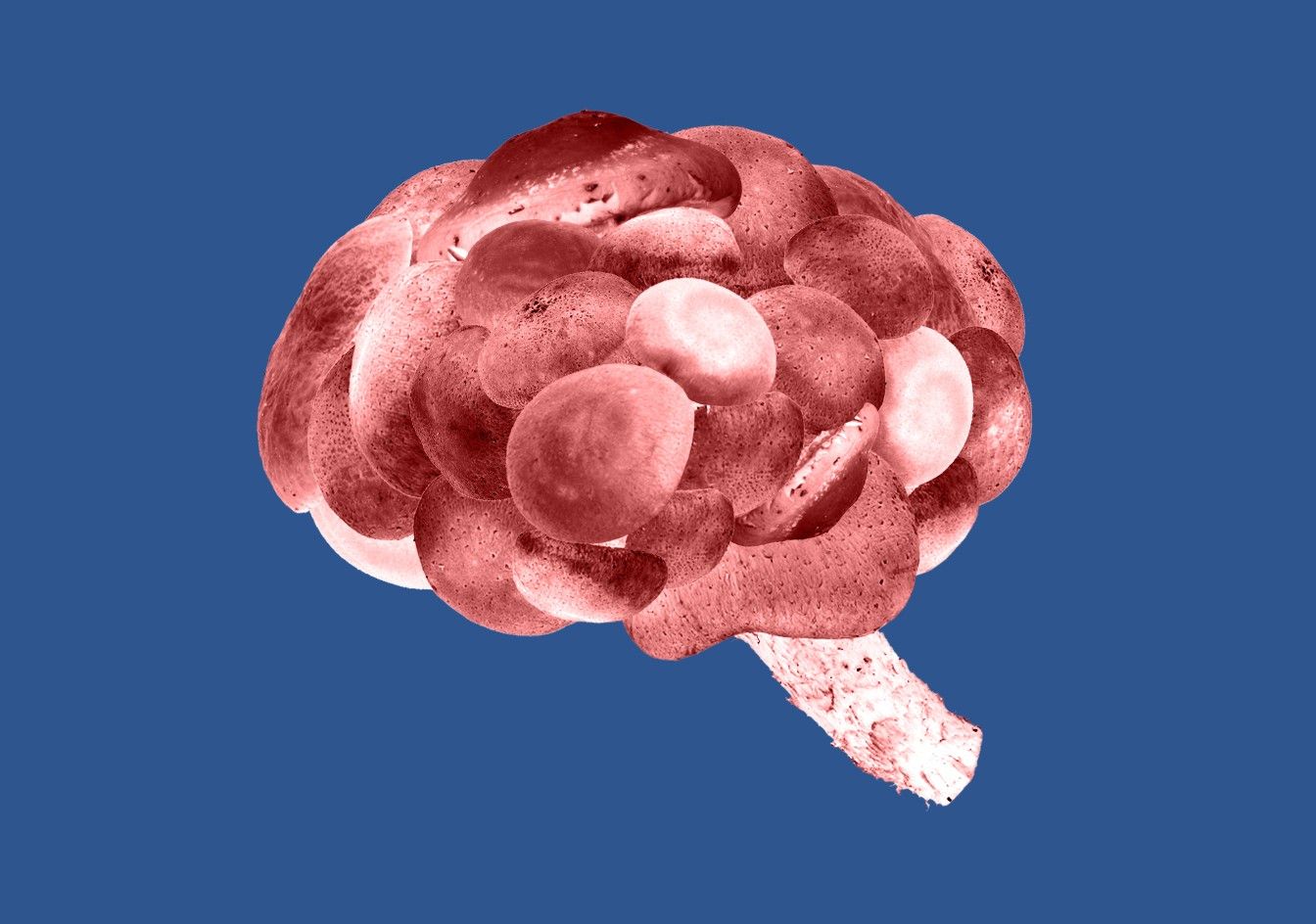 A brain made up of mushrooms.