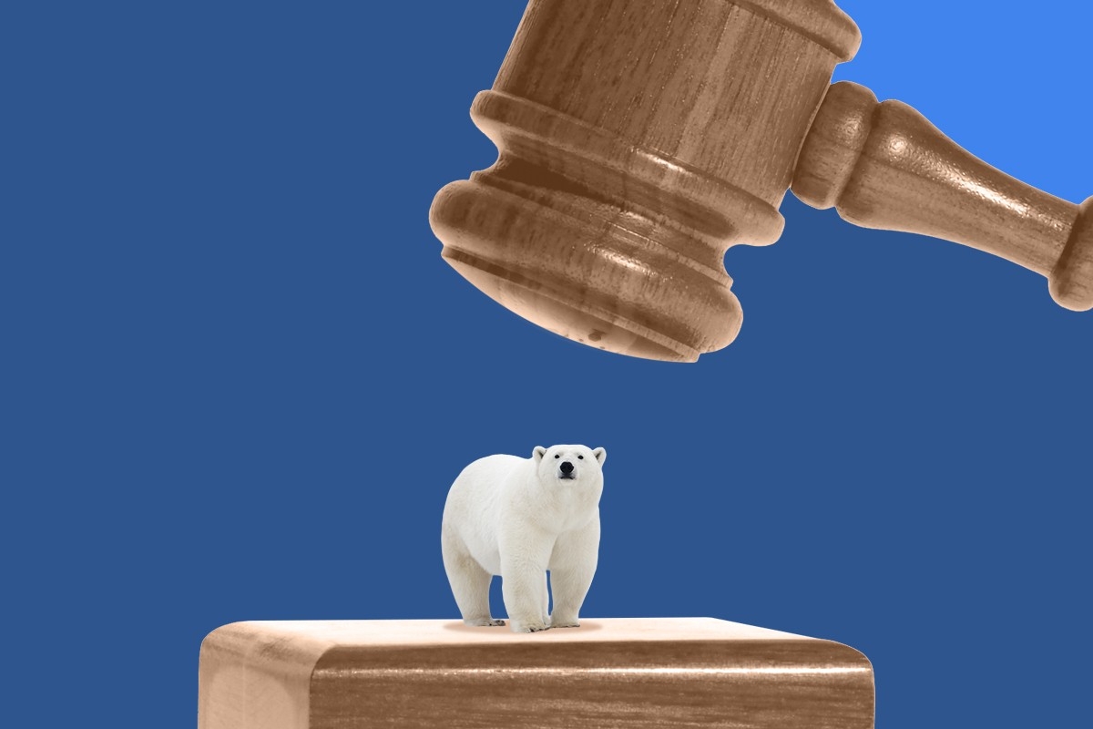 A gavel striking a polar bear.