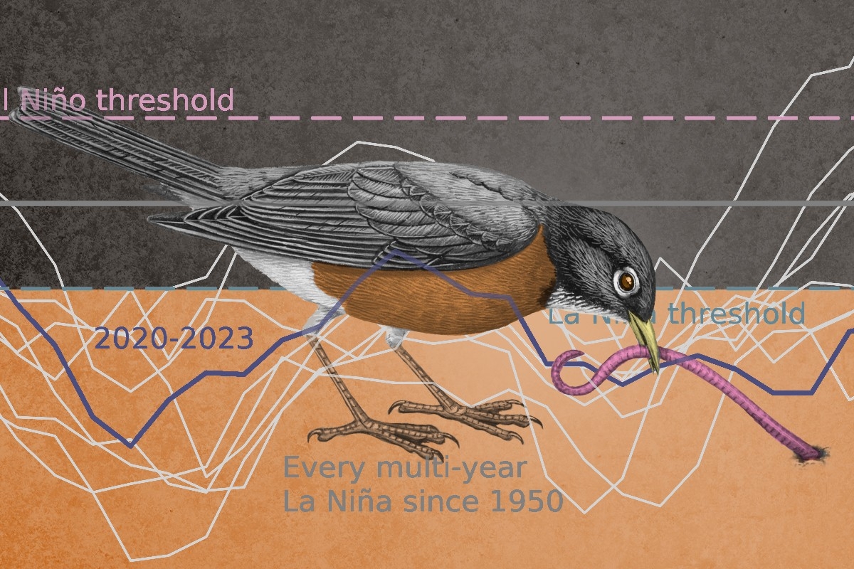 A robin and a la niña graph