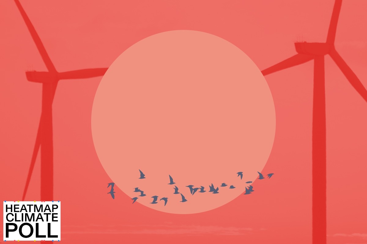 Birds and wind turbines.