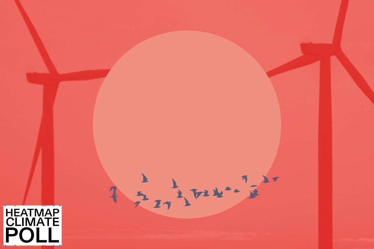 Birds and wind turbines.