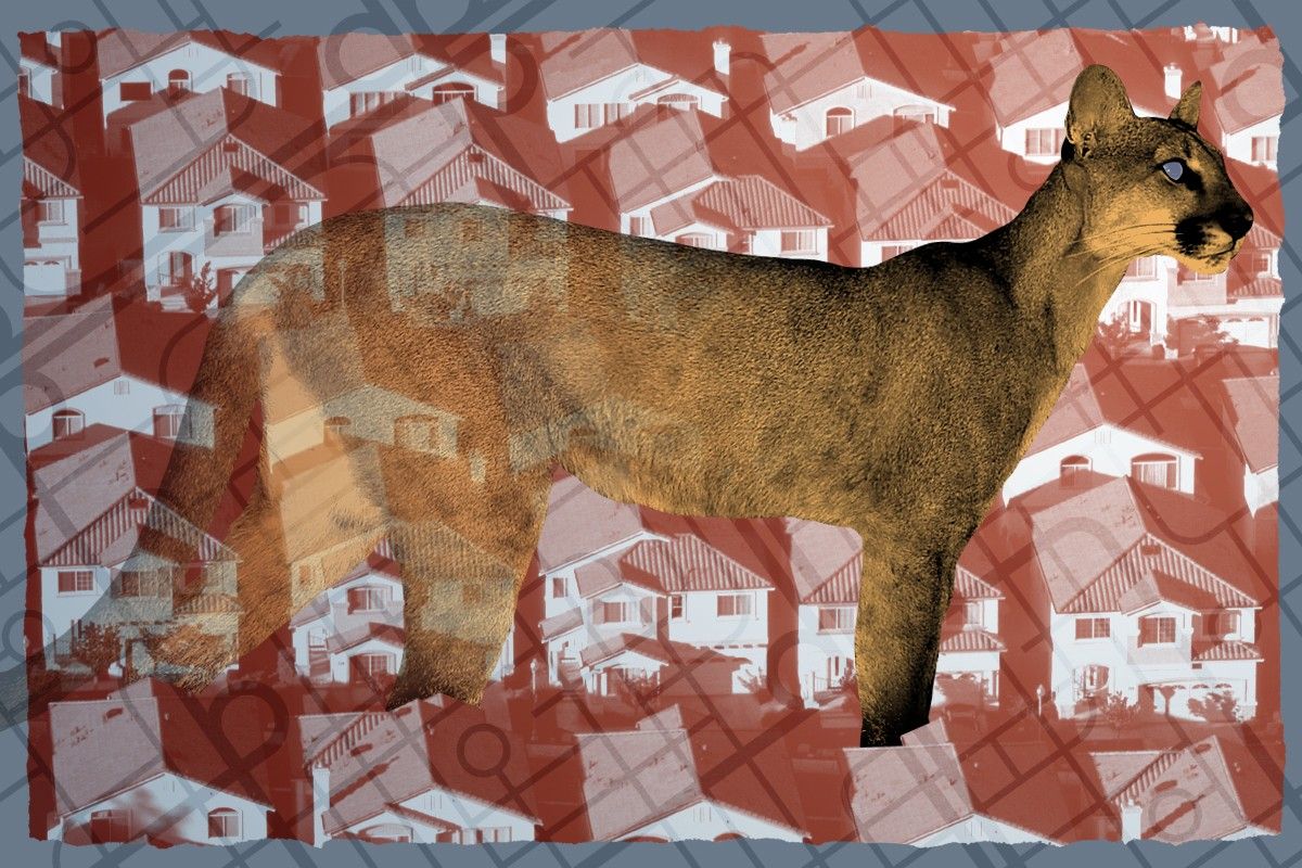 A panther and suburban houses.