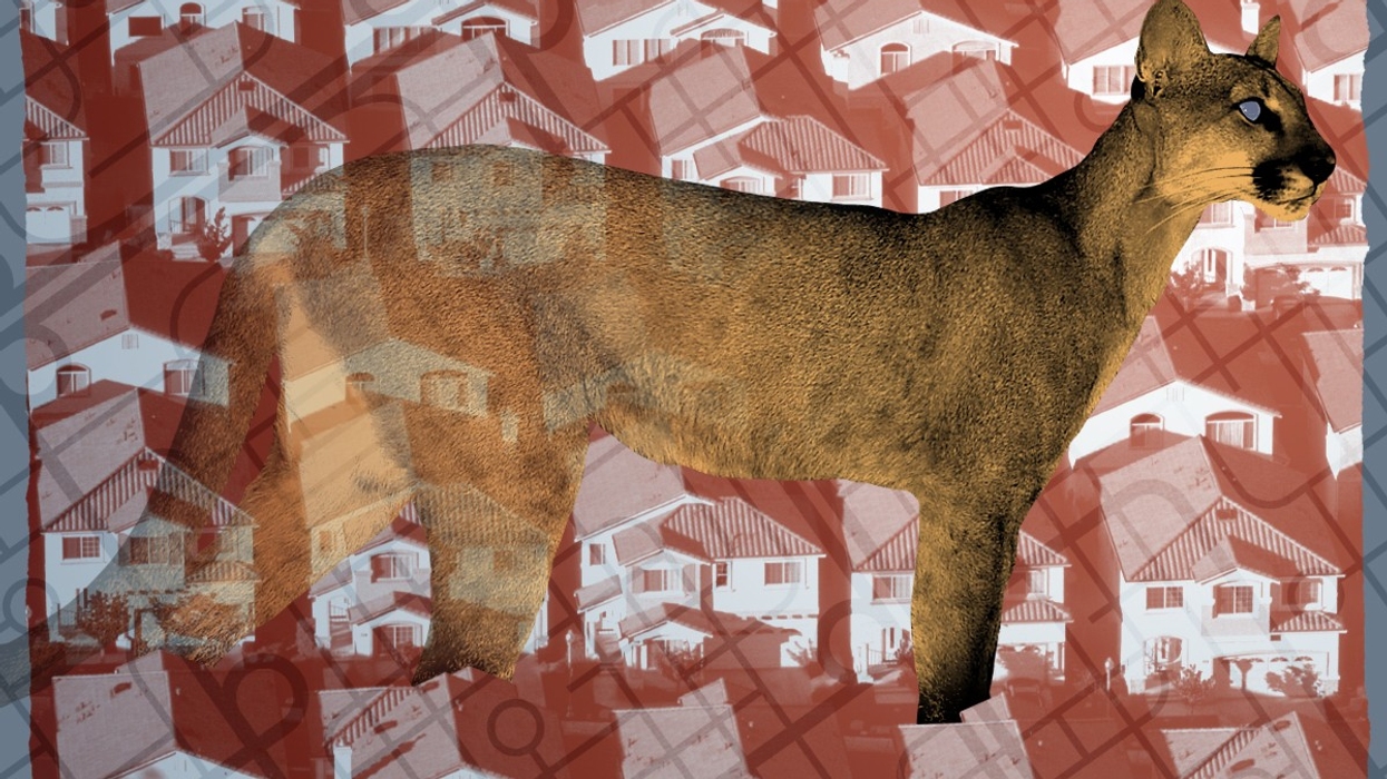 A panther and suburban houses.