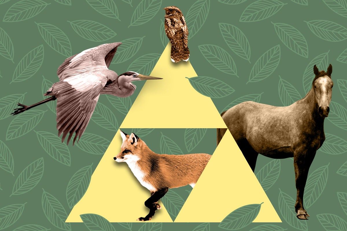 The Zelda triforce logo and animals.