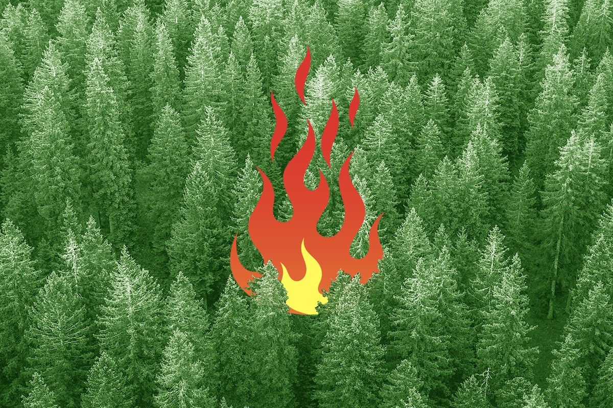 A forest fire.