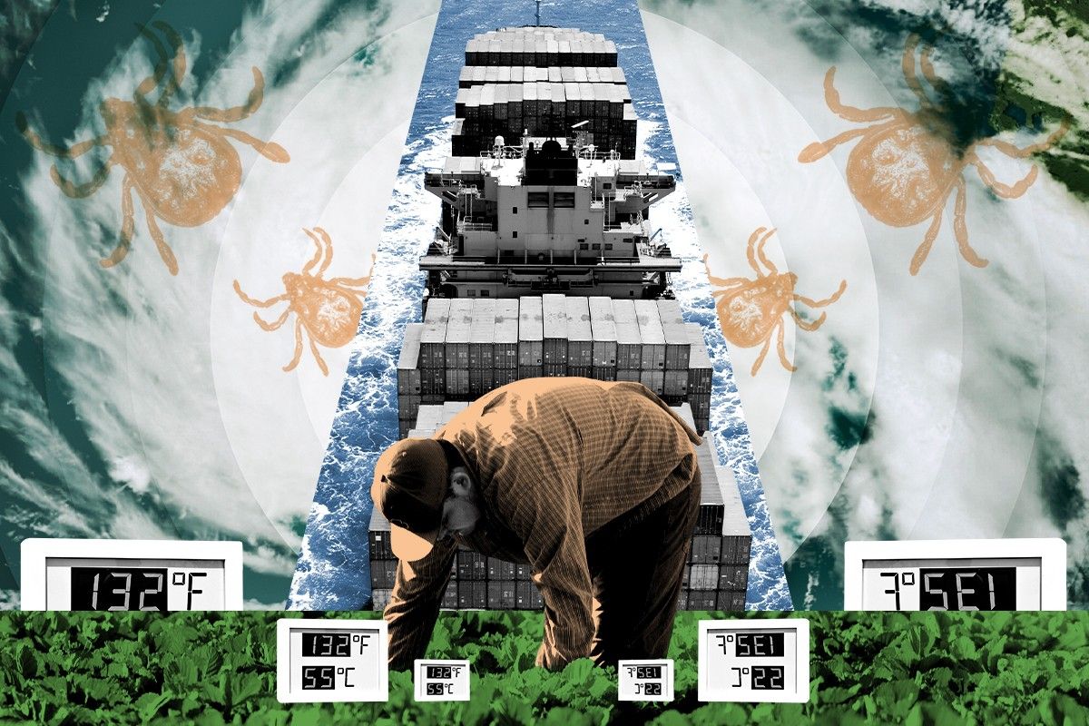 A farmworker, ticks, and a container ship.