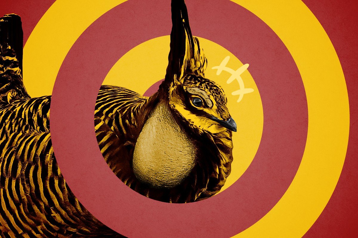 A prairie chicken.