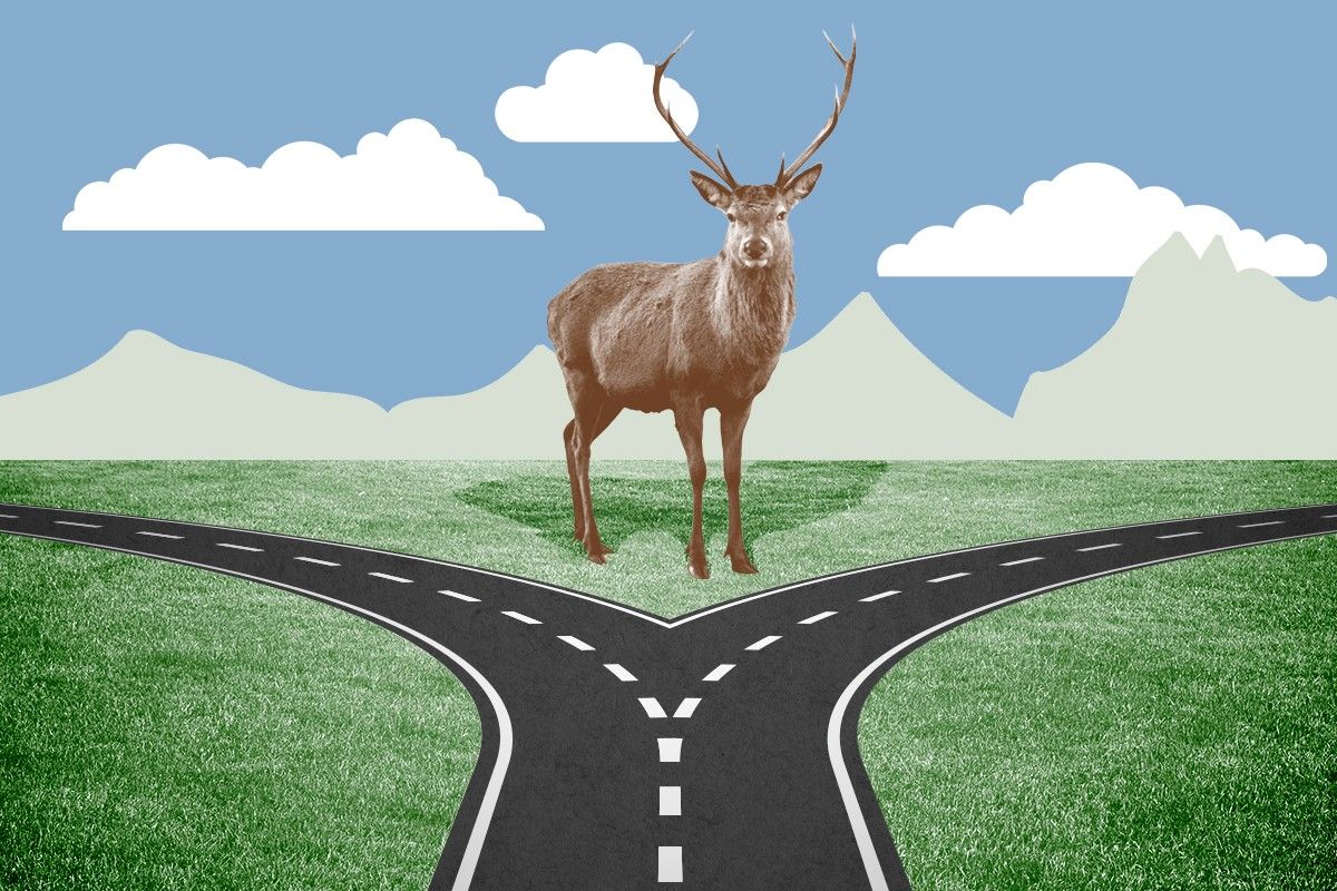 A deer at a fork in a road.